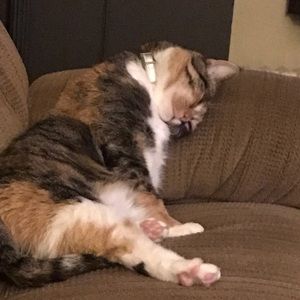 Meet your Posher, Rachel